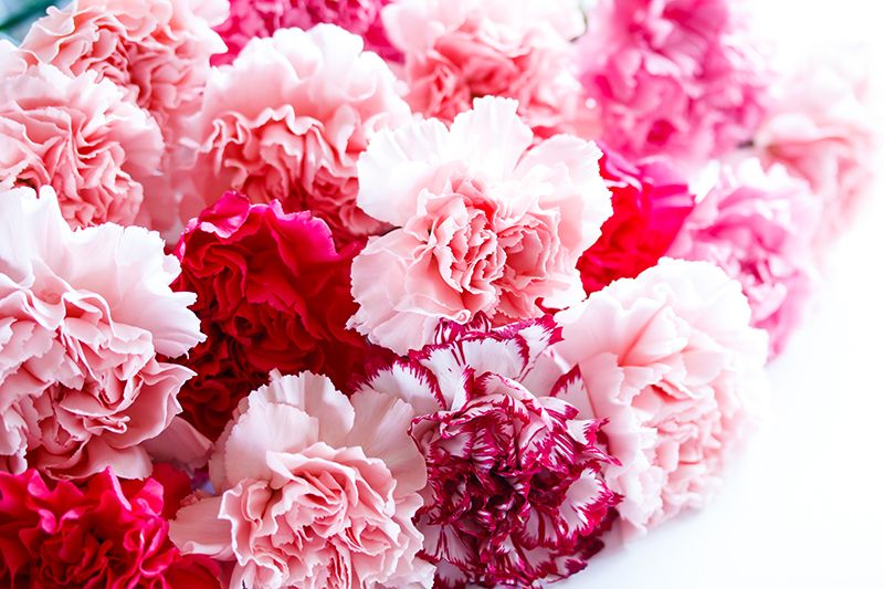 Ngày của mẹ Haha no hi